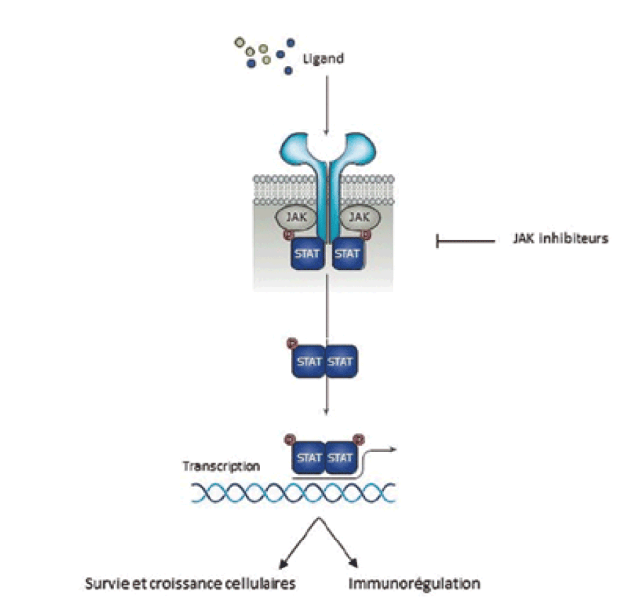 vue d'ensemble de la voie de signalisation JAK/STAT.