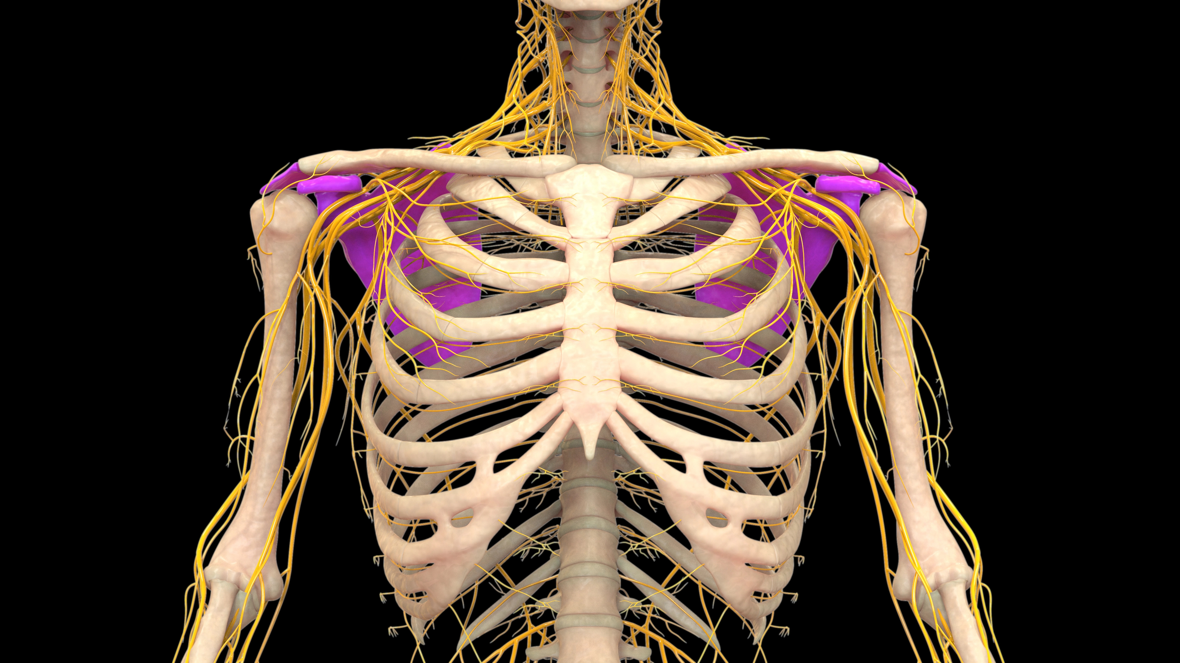 plexus brachial et les principaux nerfs